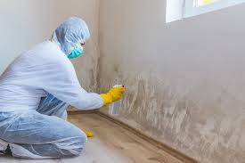 Professional Mold Removal & Remediation in Mayo, FL